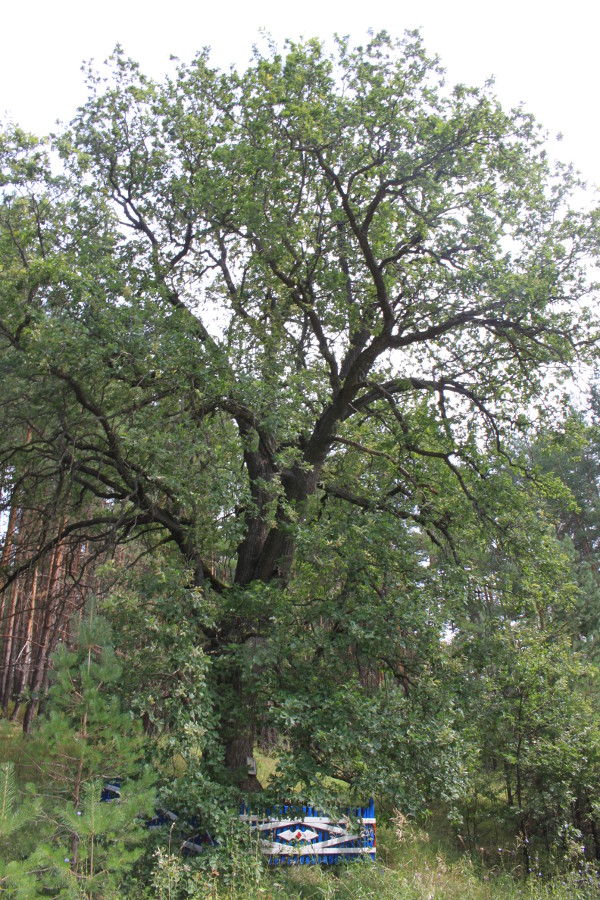 Трехсотлетний дуб в селе Старый Пичеур фото август 2016 года