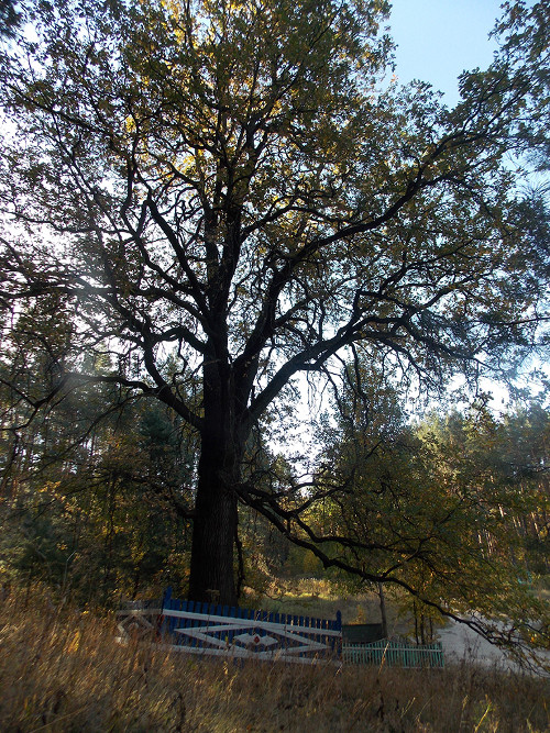 Трехсотлетний дуб в селе Старый Пичеур осенью