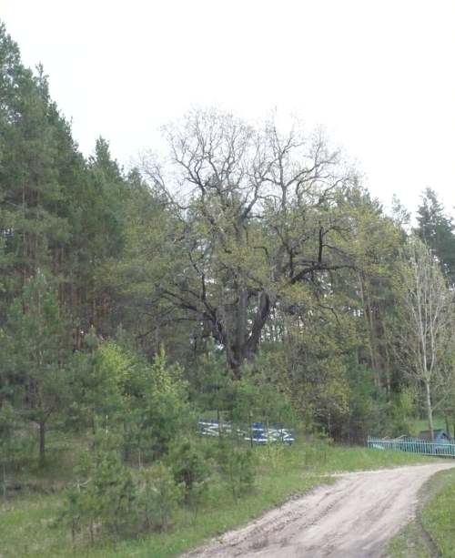 Трехсотлетний дуб в селе Старый Пичеур фото май 2016 года
